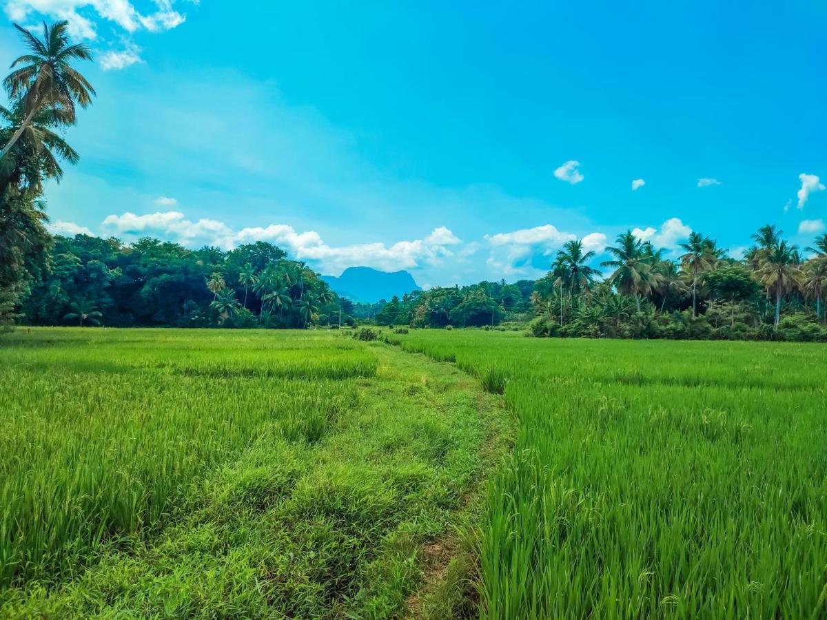 Peacock Village Pinnawala - Offer Alert! Elephant Welfare Program المظهر الخارجي الصورة
