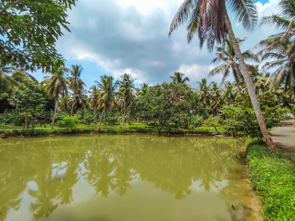 Peacock Village Pinnawala - Offer Alert! Elephant Welfare Program المظهر الخارجي الصورة
