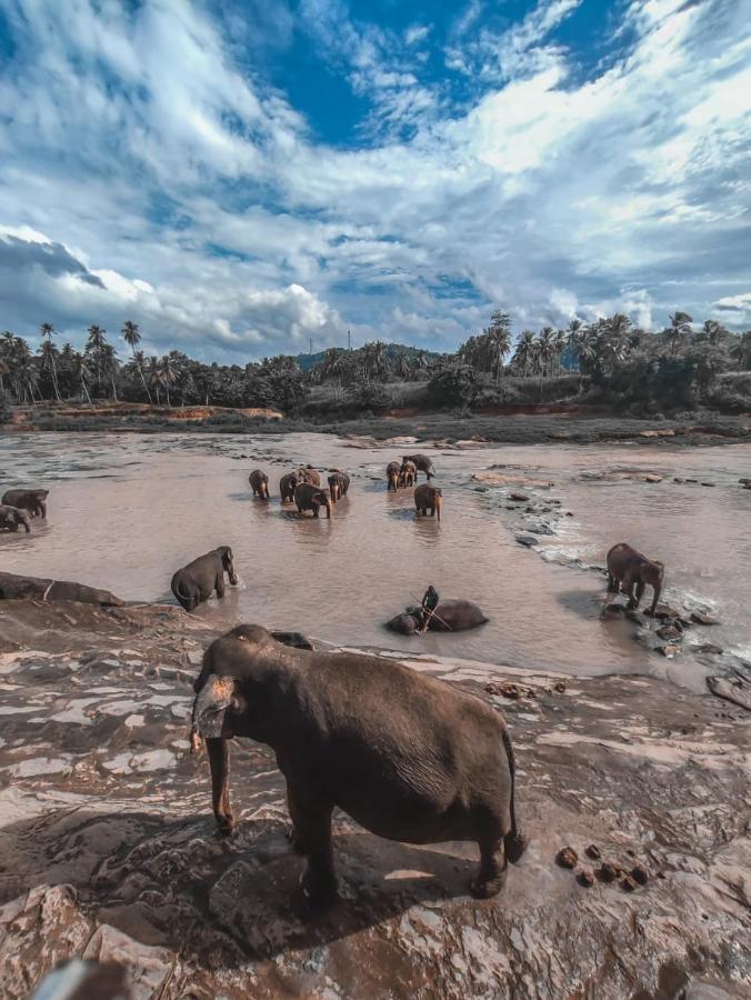 Peacock Village Pinnawala - Offer Alert! Elephant Welfare Program المظهر الخارجي الصورة