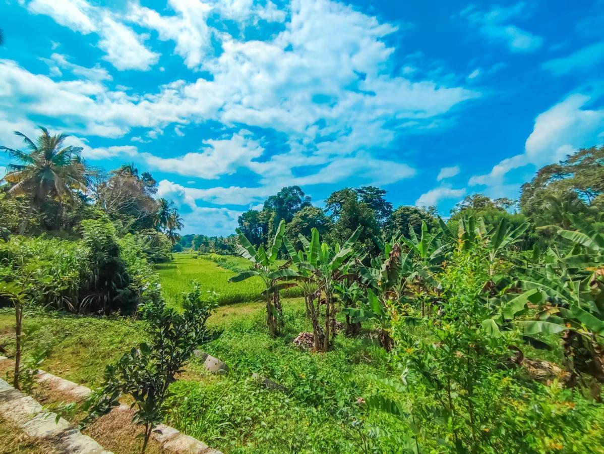Peacock Village Pinnawala - Offer Alert! Elephant Welfare Program المظهر الخارجي الصورة