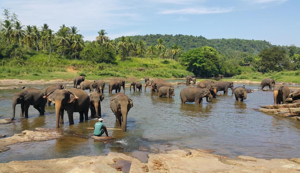 Peacock Village Pinnawala - Offer Alert! Elephant Welfare Program المظهر الخارجي الصورة